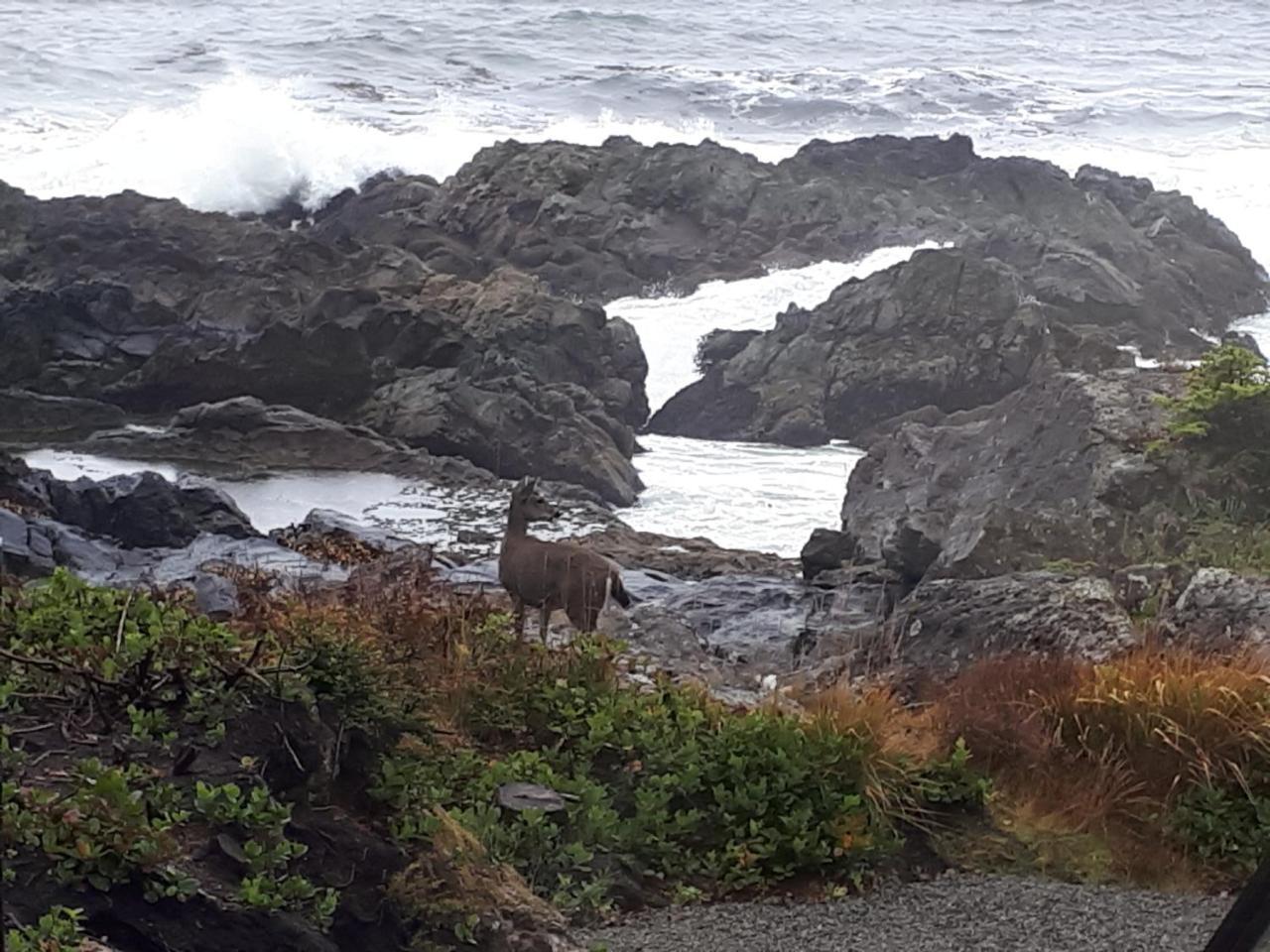 Odyssey Shores Guest Suite Ucluelet Eksteriør bilde